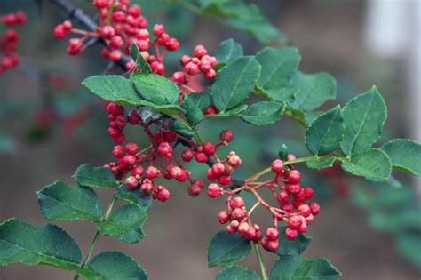 花椒树|花椒树的生长发育特性